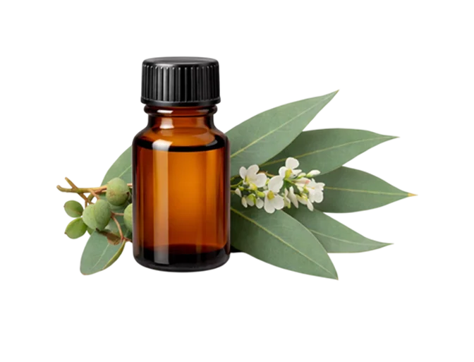Eucalyptus Essential Oil